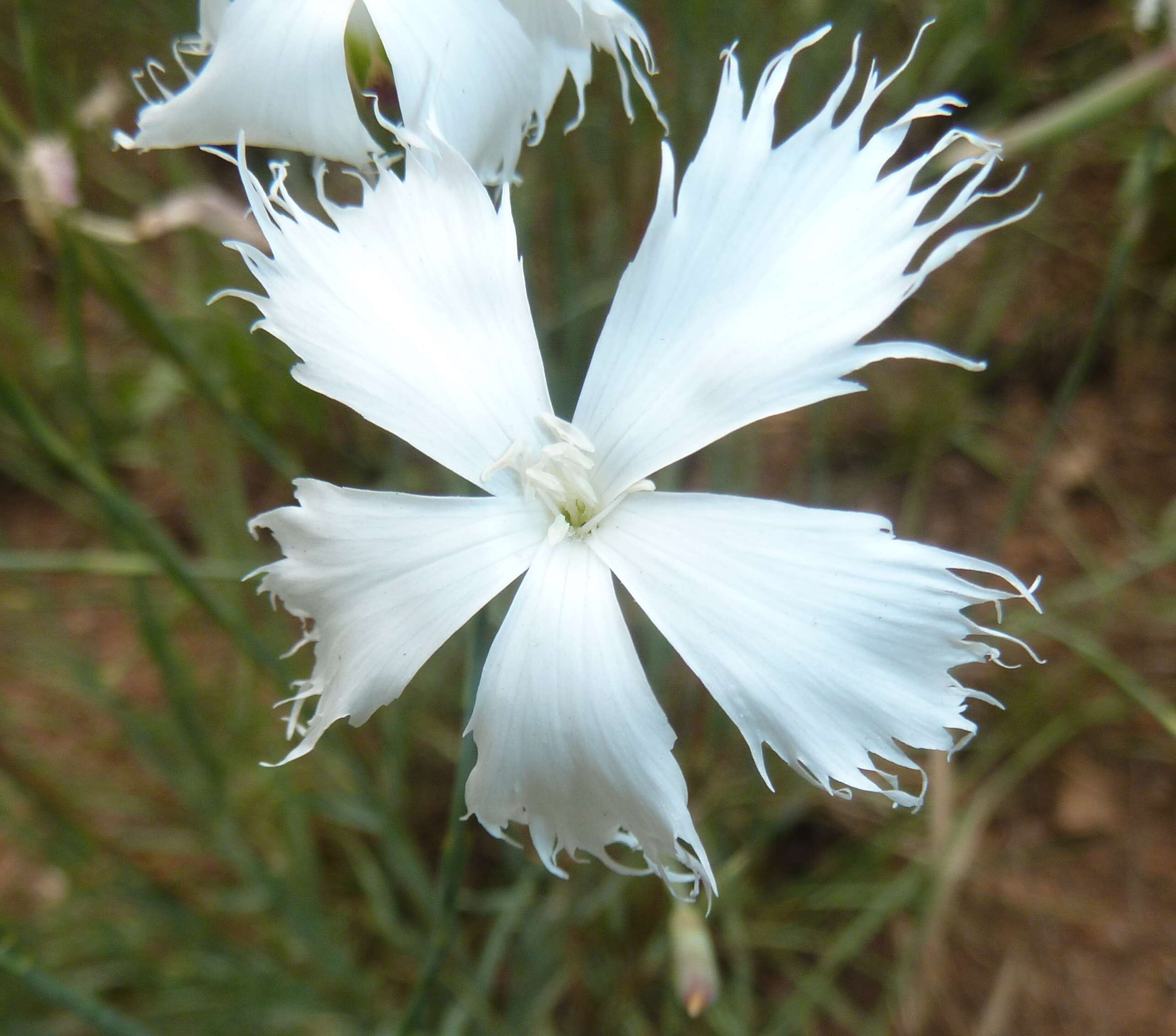 Image of Dianthus mooiensis F. N. Williams