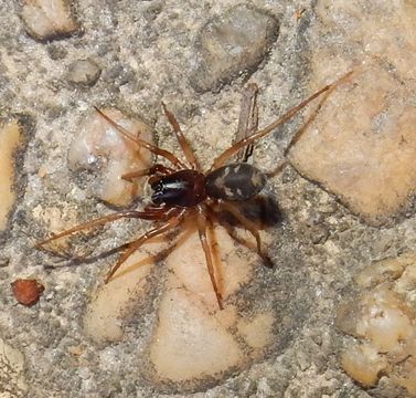 Image of Antmimic spider