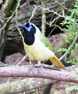 Image of Green Jay