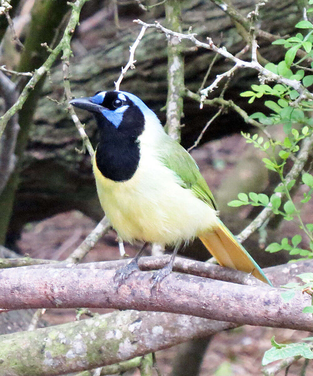 Image of Green Jay