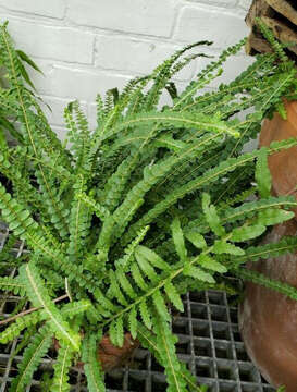 Image of narrow swordfern