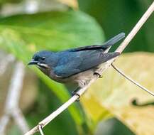 Image of Whiskered Flowerpecker