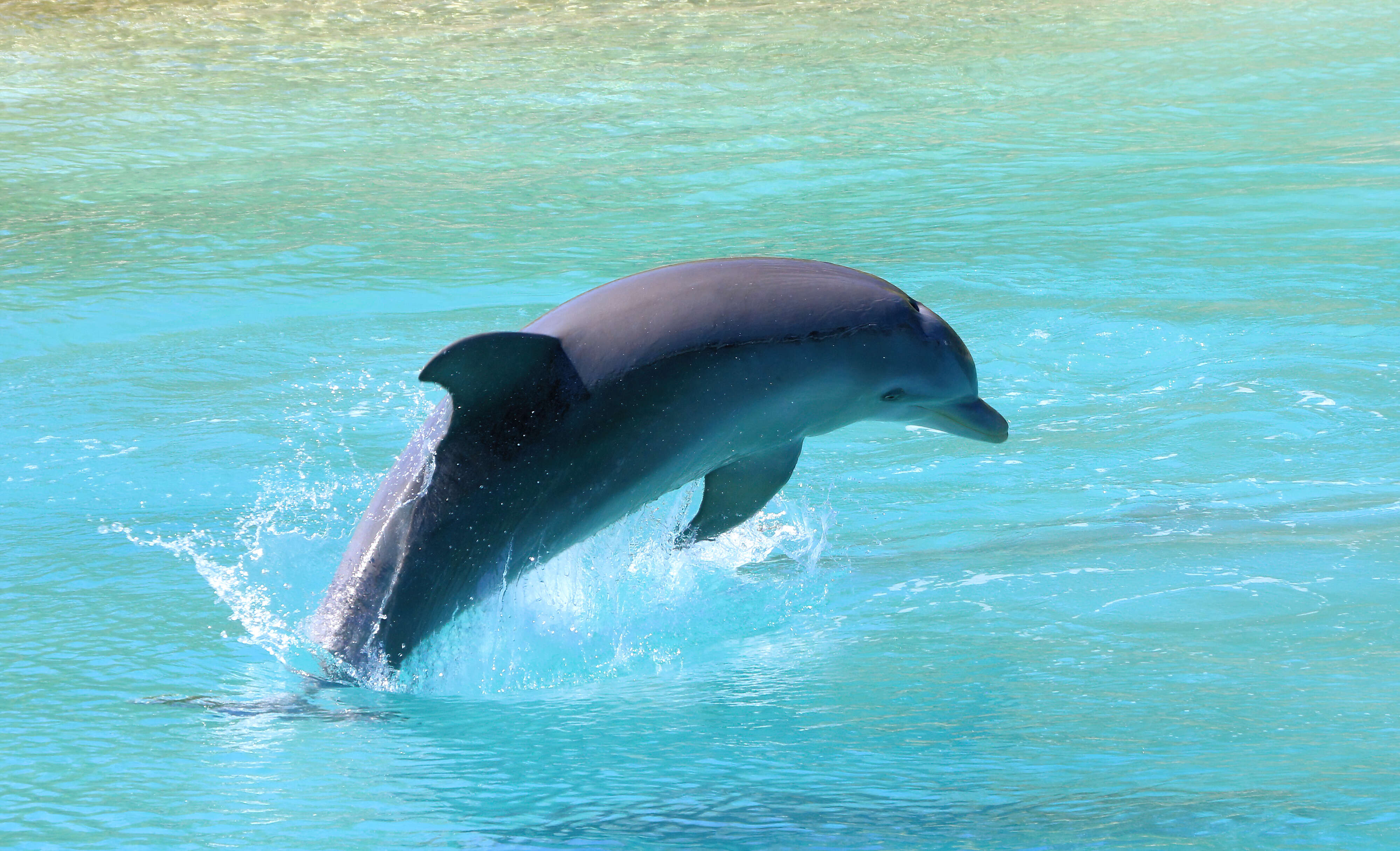 Image of Bottlenose Dolphin