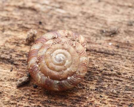 Image of rounded snail