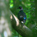 Image of Nicobar Dove