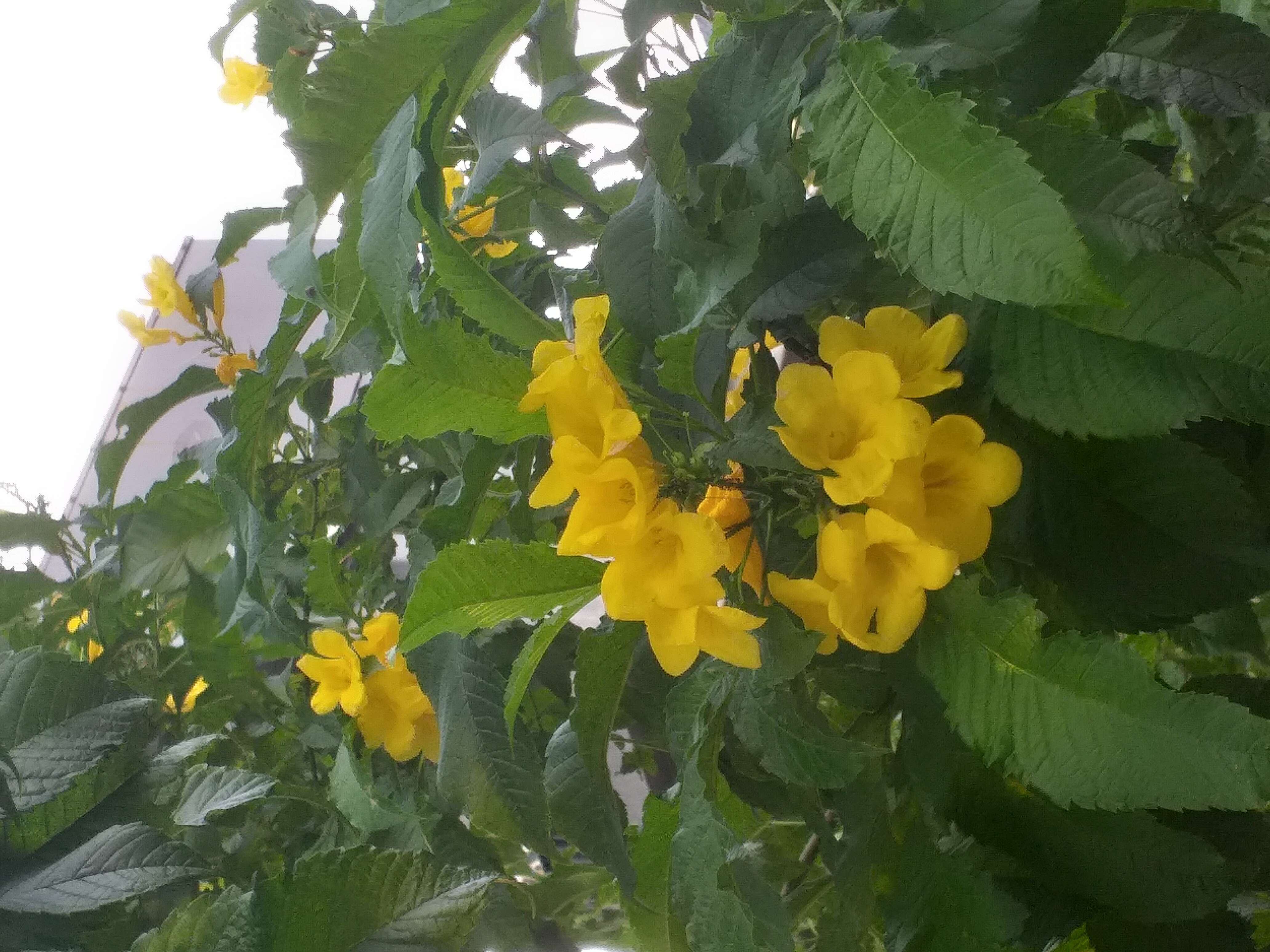 Image of Yellow bells