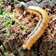 Image of Striped Alder Sawfly