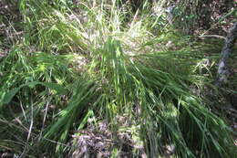 Image of Lanai sawsedge