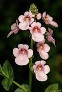 Image of Diascia rigescens E. Mey. ex Benth.