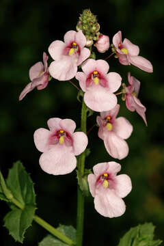 Image of Diascia rigescens E. Mey. ex Benth.