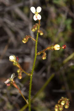 Image of Stylidium piliferum R. Br.