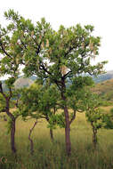 Image of Broad-leave beech