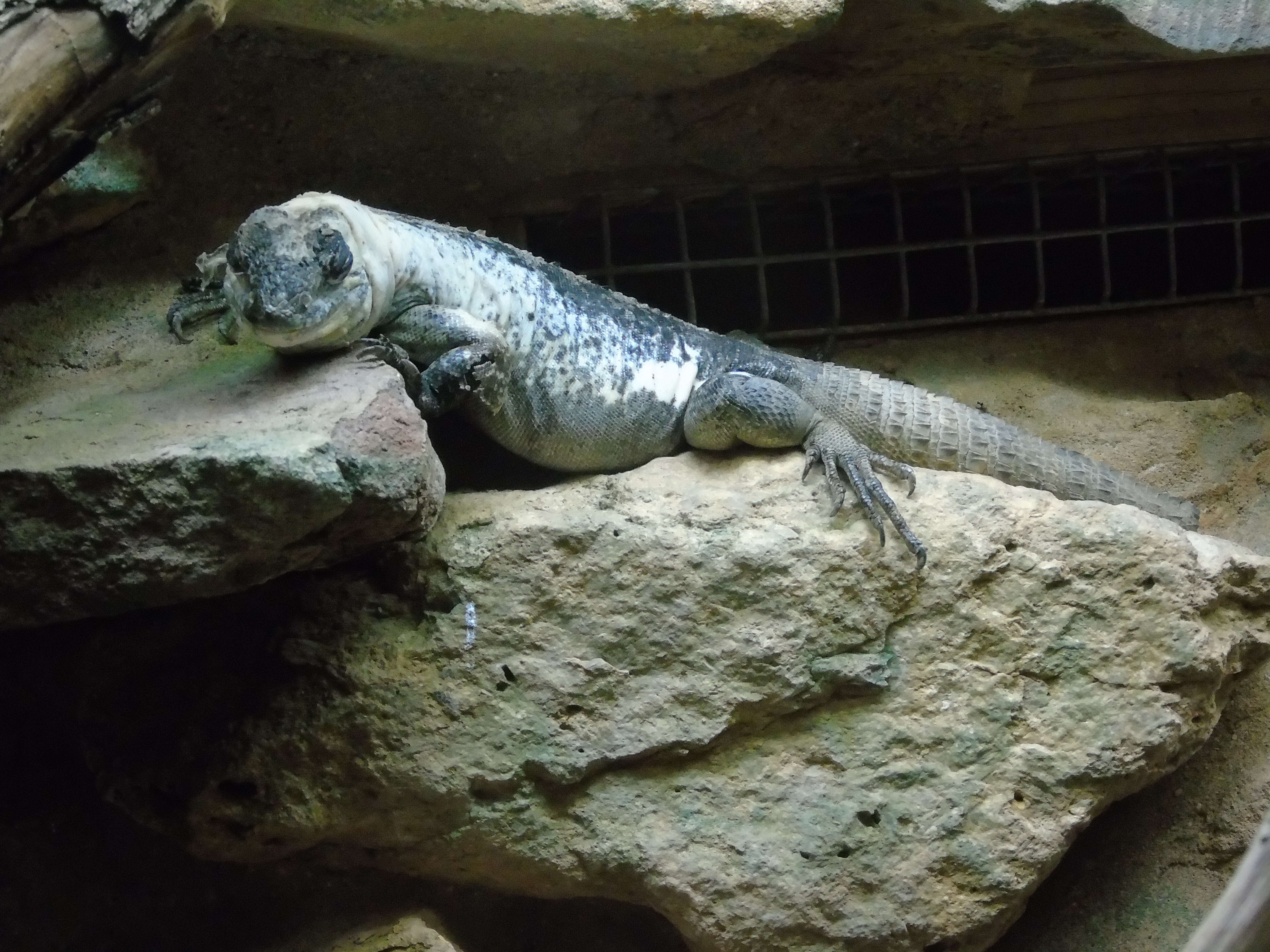 Image of Baker's Spinytail Iguana