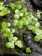Image of <i>Spirodela polyrhiza</i>