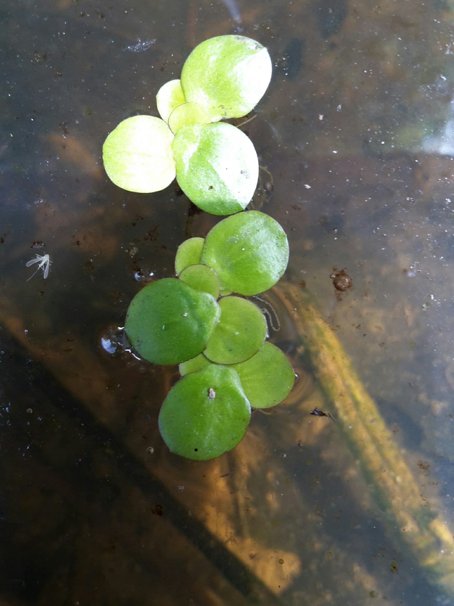 Image of <i>Spirodela polyrhiza</i>