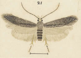 Image of Bilobata subsecivella Zeller 1852