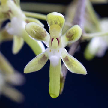 Image of Small tangle orchids