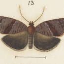 Image of Epichorista eribola Meyrick 1889