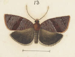 Image of Epichorista eribola Meyrick 1889