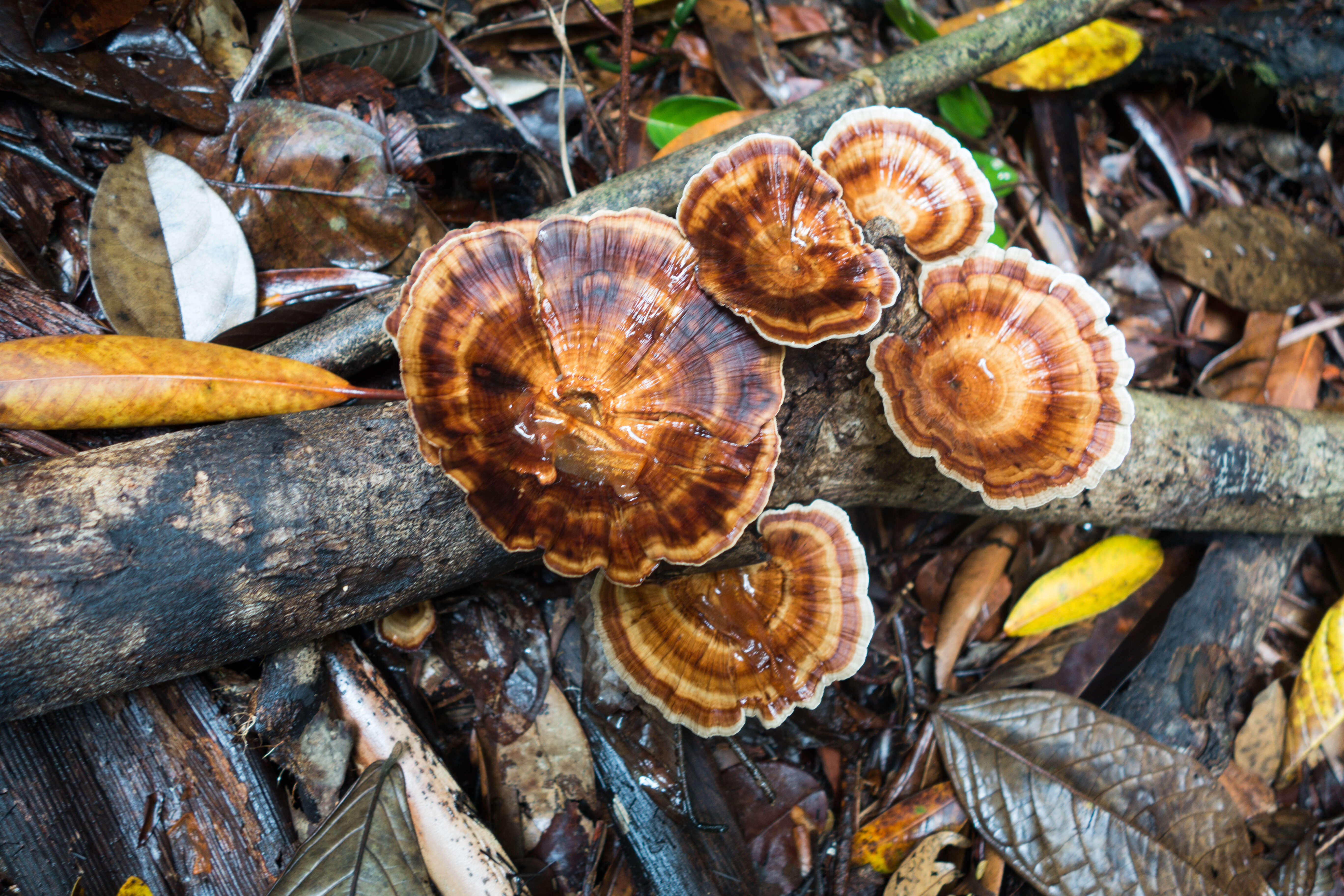 Image de Microporus xanthopus (Fr.) Kuntze 1898