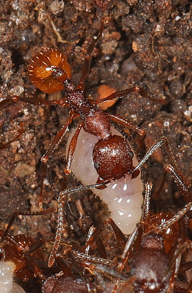 Image of Spine-waisted Ants