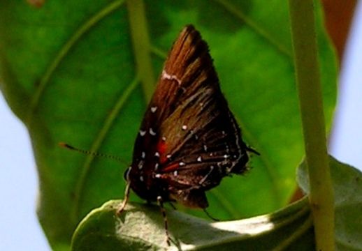 18.https www inaturalist org photos 4145104.580x360