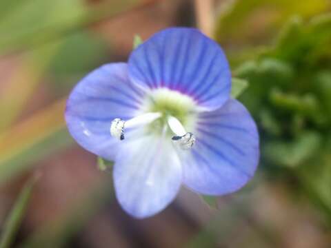 Image of birdeye speedwell