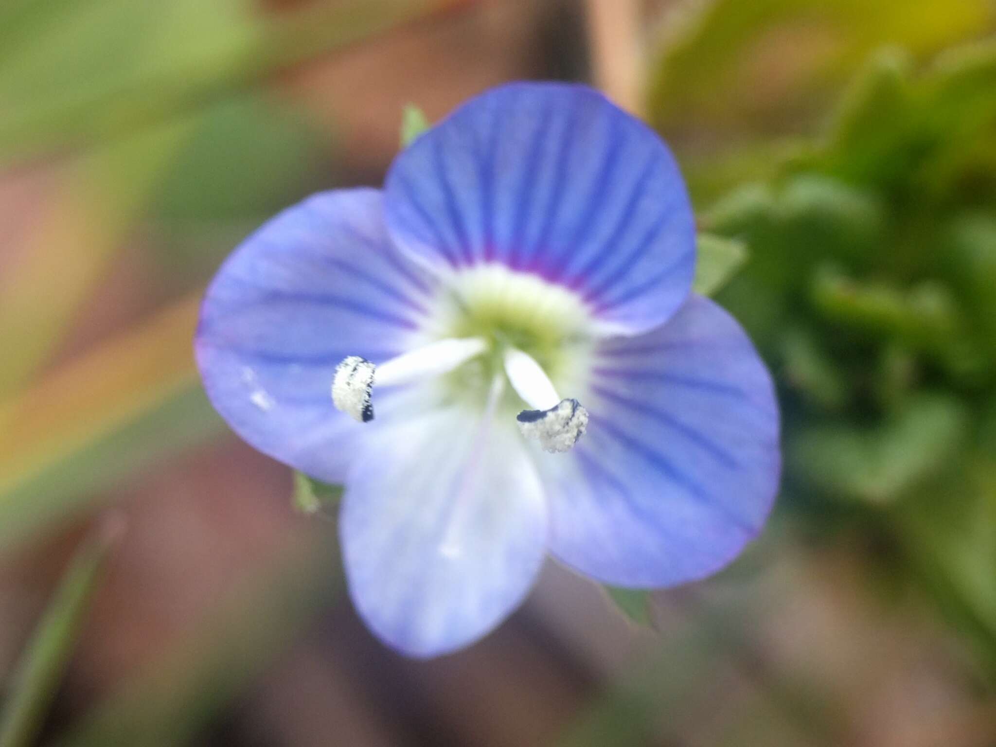 Image of birdeye speedwell