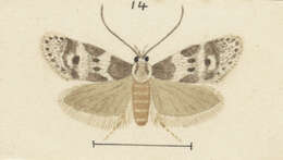 Image of Trachypepla indolescens Meyrick 1927