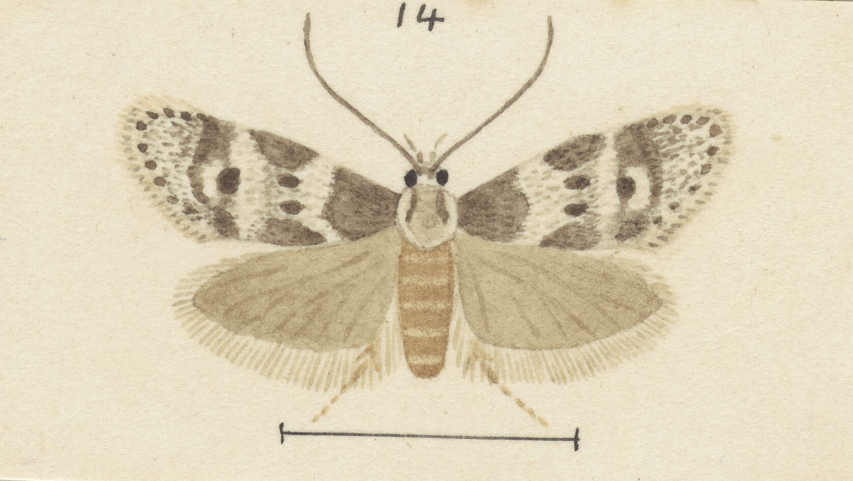 Image of Trachypepla indolescens Meyrick 1927