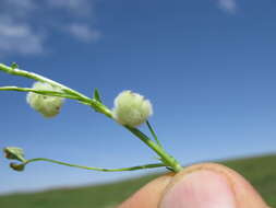 Image of woolly clover