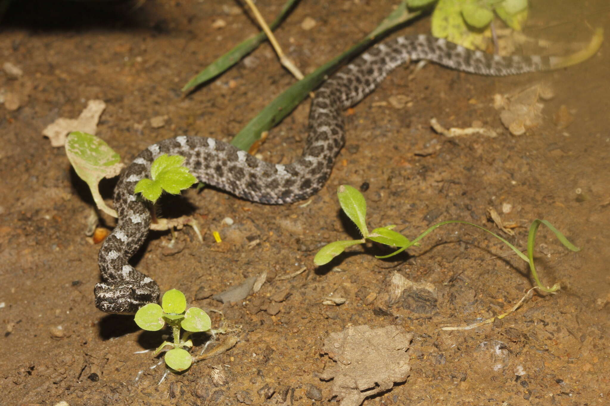 Image of Querétaro dusky rattlesnake