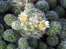 Image of Mammillaria vetula Mart.