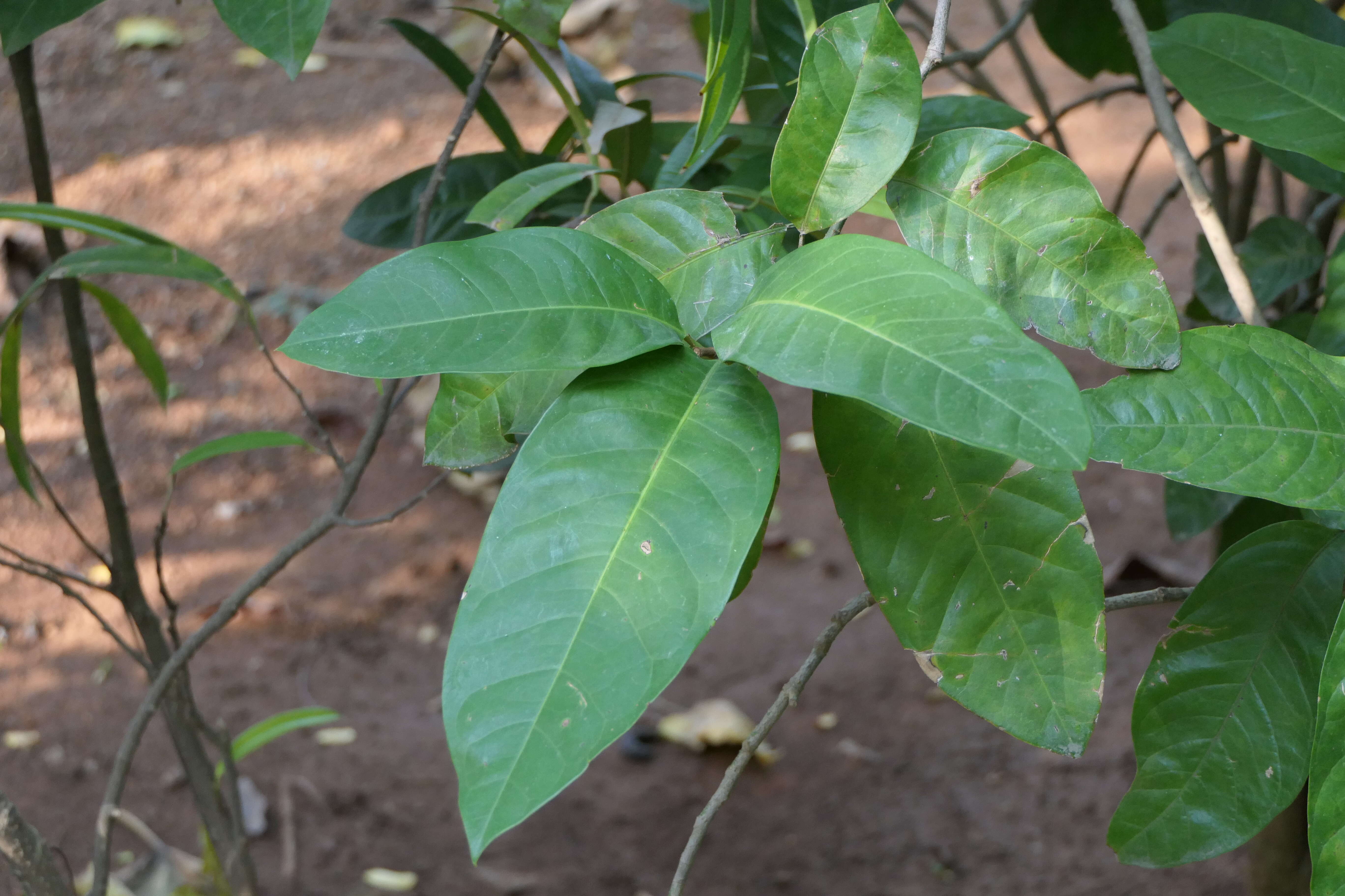 Image of Magnolia liliifera (L.) Baill.