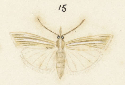 Image of Orocrambus simplex Butler 1877