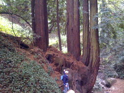 Image of <i>Sequoia sempervirens</i>