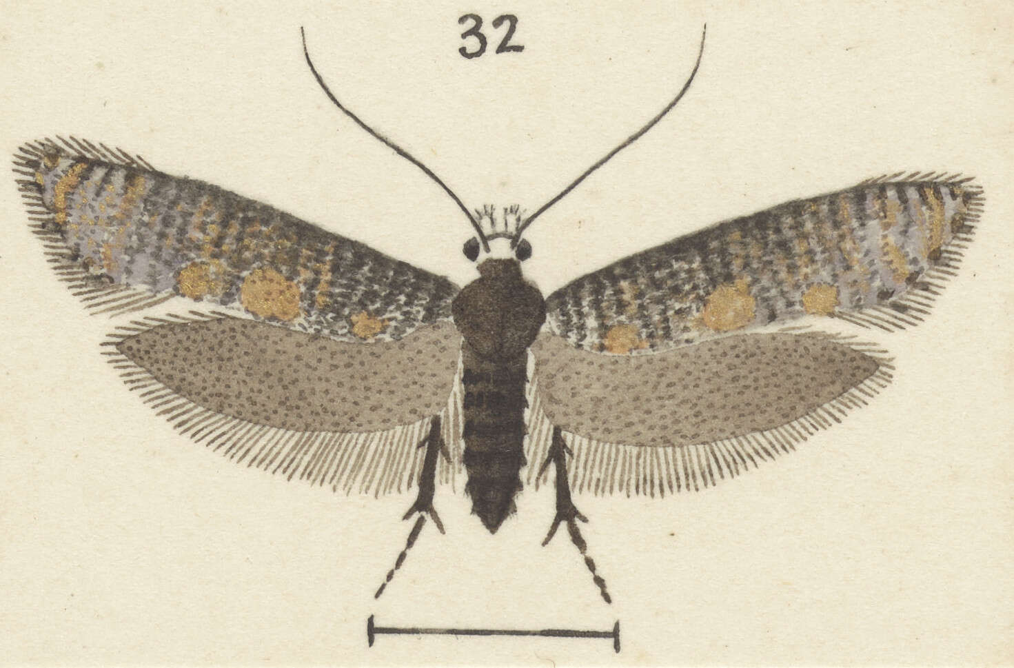 Image of Archyala lindsayi (Philpott 1927)