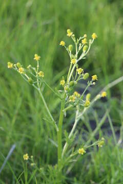 Image of cursed buttercup