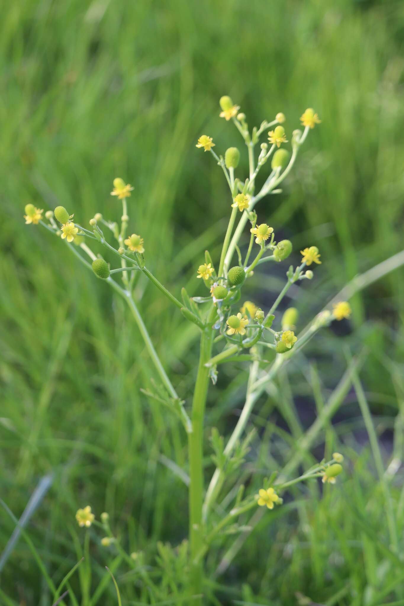 Image of cursed buttercup