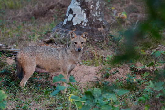 Image of golden jackal