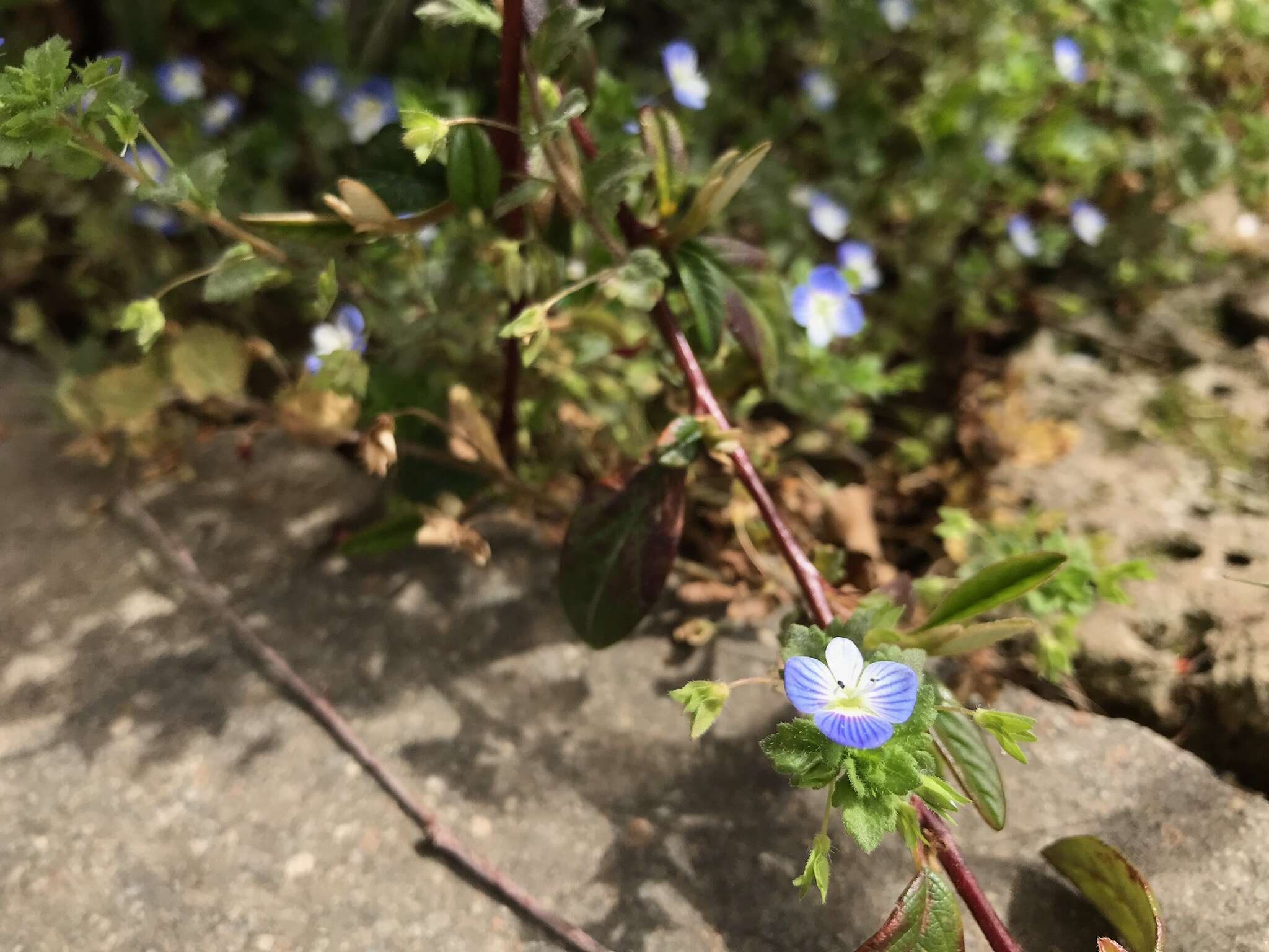 Image of birdeye speedwell