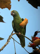 Image of Tui Parakeet