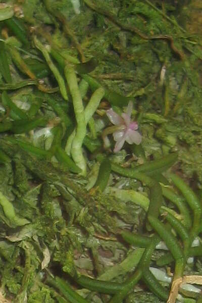 Image of Pelatantheria scolopendrifolia (Makino) Aver.