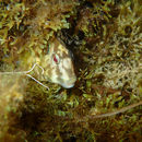 Image of Peacock Blenny