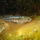 Image of Grass goby
