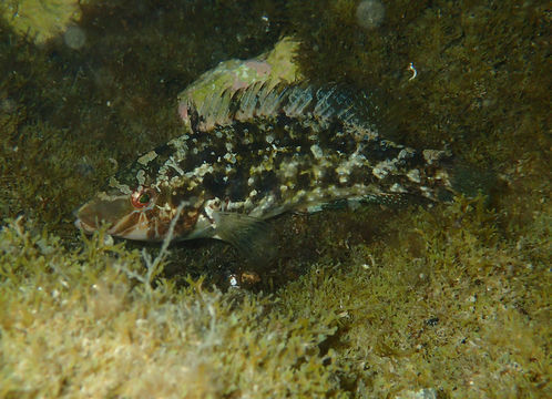Image of Grey Wrasse