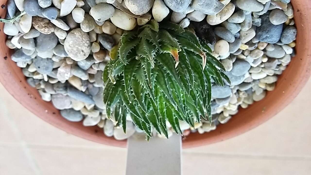 Haworthia resmi