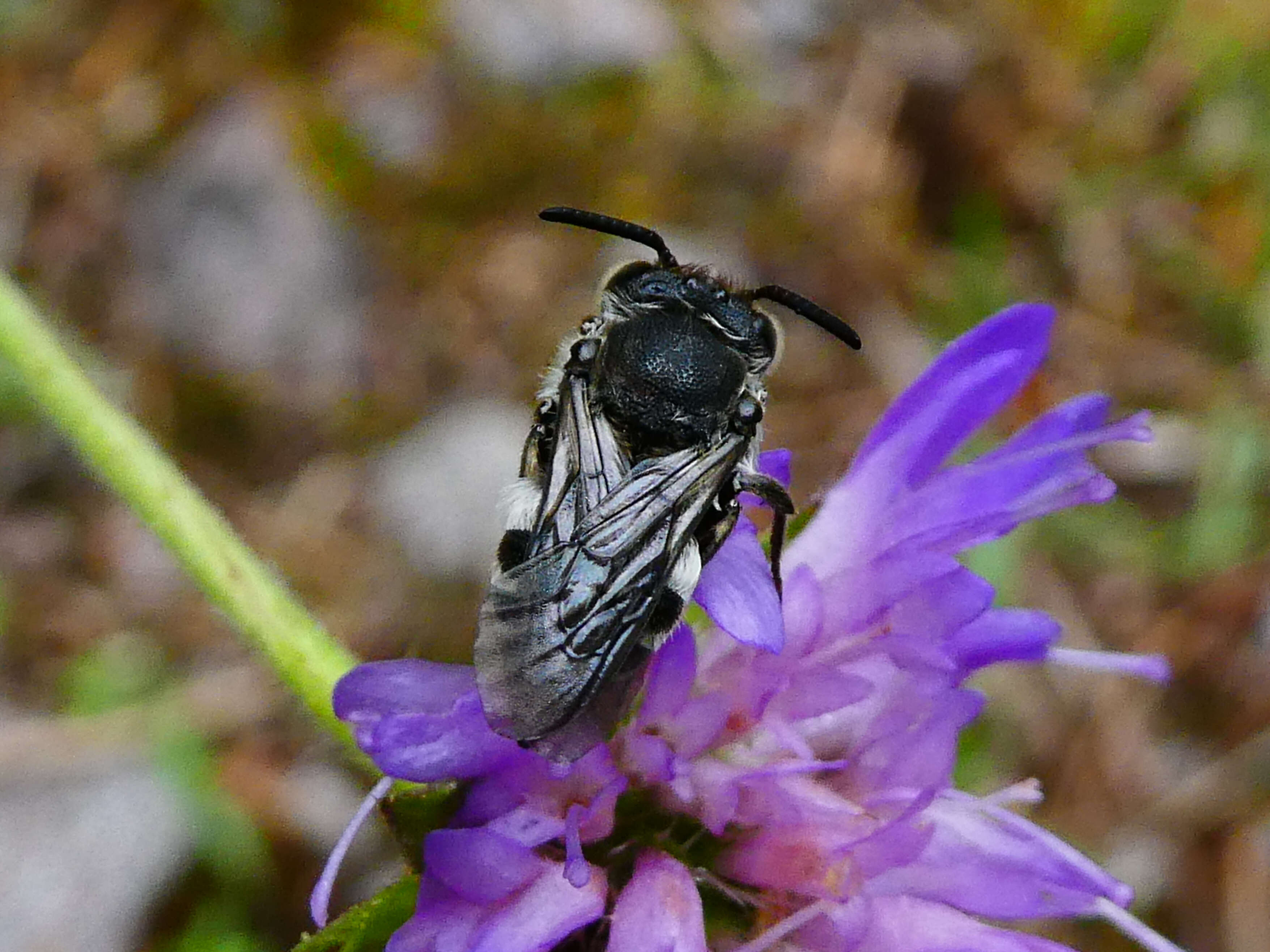 Image of Cuckoo-leaf-cutter Bees