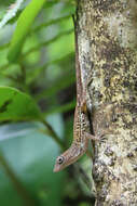 Image of Large-headed anole