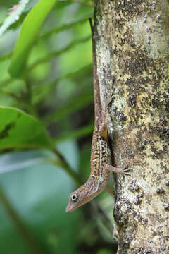 Image of Large-headed anole